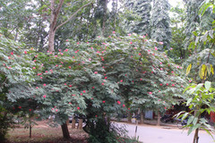 Calliandra haematocephala